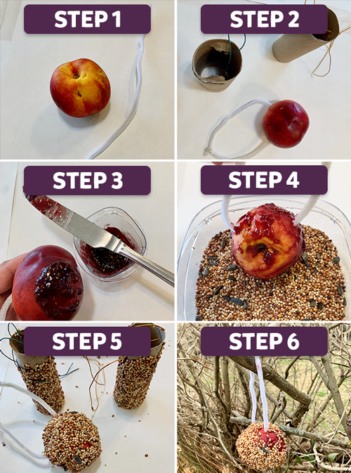 DIY Bird Feeder Activity Kidzeum… Kidzeum of Health and Science